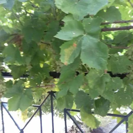 πηλιο- το εξοχικο τησ αννασ- αφησσοσ Hébergement de vacances Áfissos