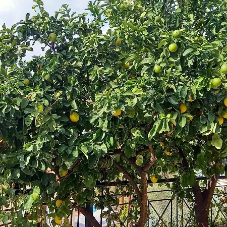 πηλιο- το εξοχικο τησ αννασ- αφησσοσ 度假居 费索斯